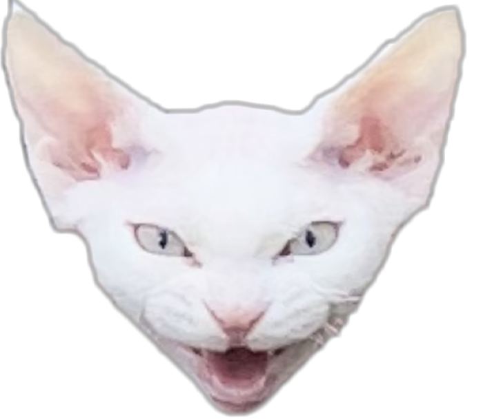 picture of a devon rex cat
